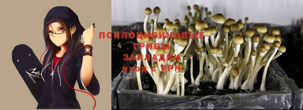 ПСИЛОЦИБИНОВЫЕ ГРИБЫ Арсеньев